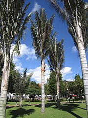 Archivo:Barrio Chicó Bogotá palma de cera en el Parque de la 93