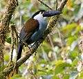 Black-billed-Mountain-Toucan