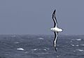 Black-browed Albatross (Thalassarche melanophris) (48457685321)