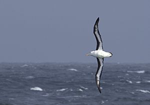 Archivo:Black-browed Albatross (Thalassarche melanophris) (48457685321)