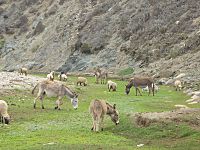 Archivo:Burros