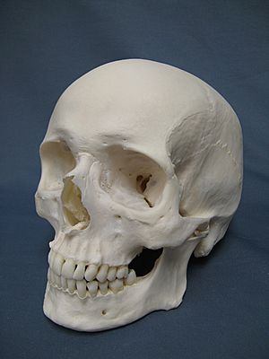 Archivo:Caucasian Human Skull