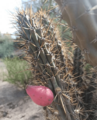 Cereus aethiops2