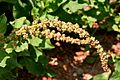 Chenopodium bonus-henricus ENBLA03