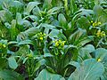 Choi Sum stalks