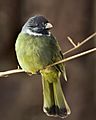 CollaredFinchbilBulbul