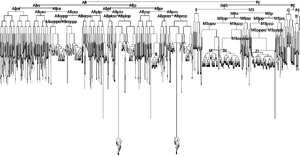 Archivo:Complete cell lineage of C elegans