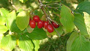 Archivo:Cornelian cherry 1