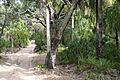 DeepWaterNP