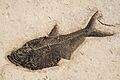 Diplomystus dentatus Green River Formation Wyoming