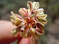 Eriogonum caespitosum (5036270467)