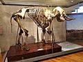Esqueleto del elefante disecado en 1777