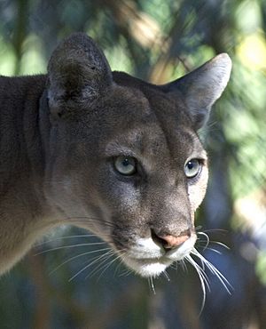 Archivo:Everglades National Park Florida Panther