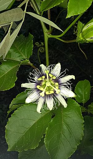 Archivo:FLOR DE PARCHITA O MARACUYÁ (Passiflora edulis). Ciudad de Acarigua. Edo. Portuguesa. Venezuela