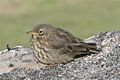 Faroe Island.1.bird