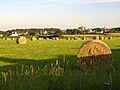 Field near Castletown, Isle of Man - geograph.org.uk - 202753