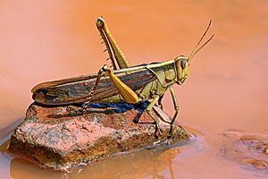 Archivo:Garden locust (Acanthacris ruficornis)