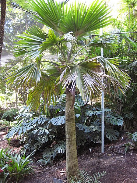 Gardenology-IMG 5054 hunt10mar