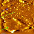 Golgi Cisterna Membrana