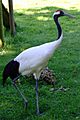 Grus japonensis -Marwell Wildlife, Hampshire, England-8a