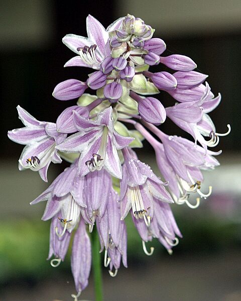 Hosta3