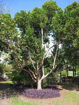Archivo:Kampong - Coccoloba diversifolia