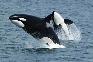 Archivo:Killerwhales jumping