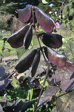 Archivo:Lablab purpureus fruits