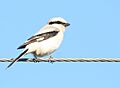 Lanius excubitor am