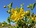 Larrea tridentata 3