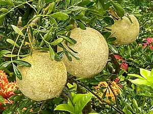 Archivo:Limonia acidissima in Bangladesh 2
