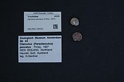 Naturalis Biodiversity Center - ZMA.MOLL.306225 - Clanculus peccatus (Finlay, 1926) - Trochidae - Mollusc shell.jpeg