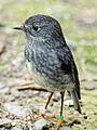 North Island Robin-edit