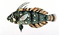 Novaculichthys taeniourus