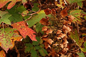 Archivo:Oakleaf Hydrangea Hydrangea quercifolia Fall Colors 3008px