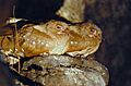 Oilbirds