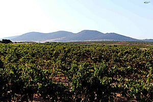 Archivo:Olivares-y-vides-al-lado-de-la-sierra-de-la-calera-1