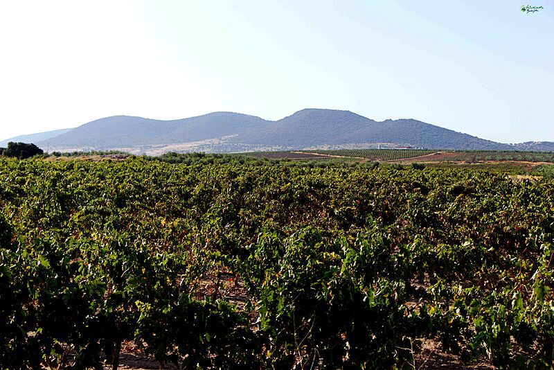 Olivares-y-vides-al-lado-de-la-sierra-de-la-calera-1