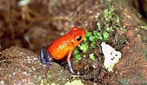 Archivo:Oophaga pumilio06