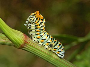 Archivo:Papilionidae - Papilio machaon-2
