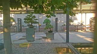 Parque Jardin Botanico (Museo del bonsai) Parla (1)