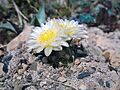 Pediocactus bradyi fh 055 AZ in cultur B