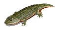 Peltobatrachus BW