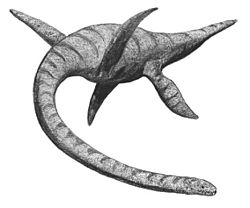 Archivo:Plesiosaurus2