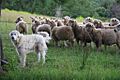 Protector of the sheep