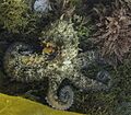 Pulpo común (Octopus vulgaris), Parque natural de la Arrábida, Portugal, 2020-07-21, DD 44