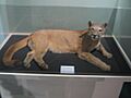Puma 1