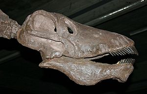 Archivo:Reconstructed Amargasaurus skull