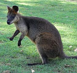 Red-Necked Wallaby Side.JPG