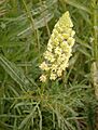 Reseda lutea RHu